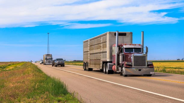 How wide is a car trailer between fenders in 2024